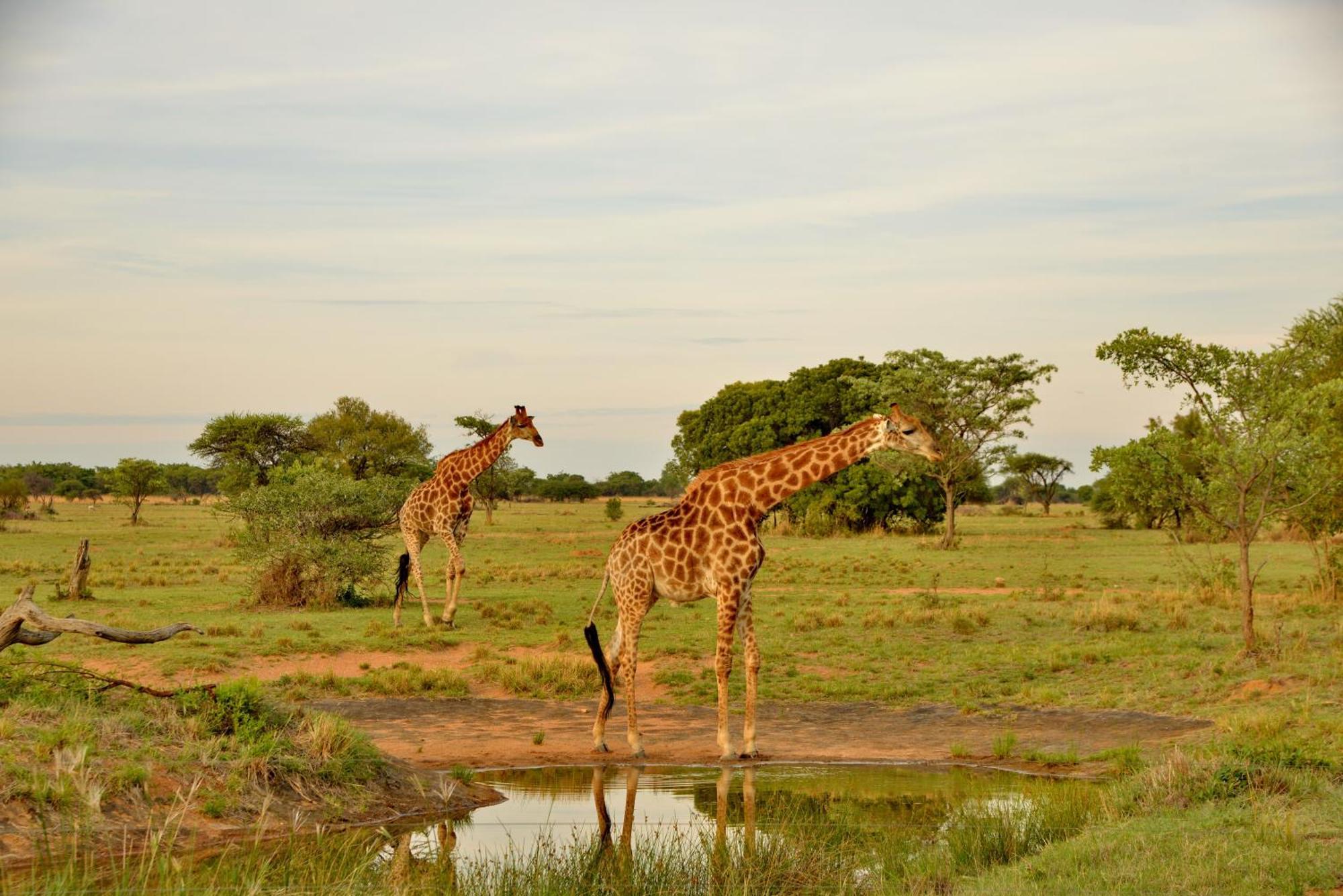 Safari Plains Villa Mabula Game Reserve Eksteriør billede